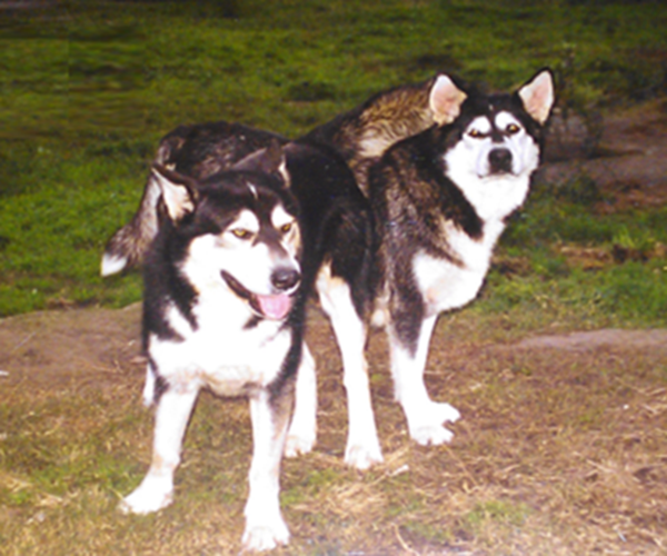 Thunder and Miska Thunder and Miska